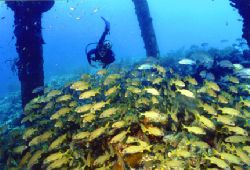 Diver swims into a school of French Grunts. Salt Pier, Bo... by Matthew Shanley 